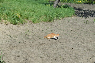 red cat catches the bird