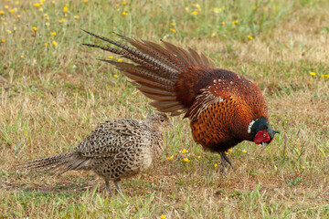 Pheasant courtship and mating ritual display 02
