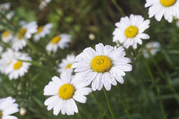 White blooming daisies on a background of greenery