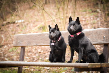 Young females of schipperke are sitting on brench. They are so patient models.