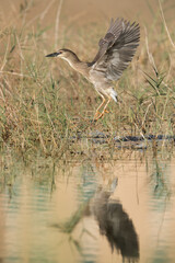 Black-crowned Night Heron takeoff at Buhair lake, Bahrain
