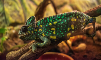 Chameleon close up. Bright and Colorful skinned exotic animal. Close-up shot of a blurred chameleon