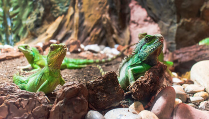 Chameleon close up. Bright and Colorful skinned exotic animal. Close-up shot of a blurred chameleon