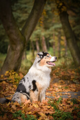 Crazy Australian shepherd is catching leaves in air. She is so crazy dog.