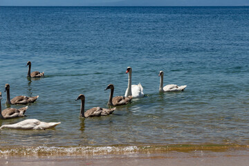 Fototapeta na wymiar Swans can be frequently seen on the beaches on Skiathos Island, Sporades, Greece. Island is a popular tourist destination for both local and foreign tourists.