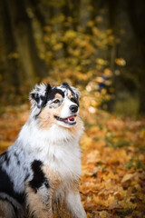 Crazy Australian shepherd is catching leaves in air. She is so crazy dog.