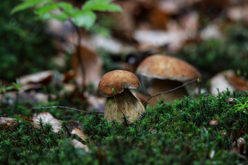 GRZYBY © marcinbawiec