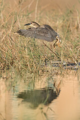 Black-crowned Night Heron flying, Bahrain