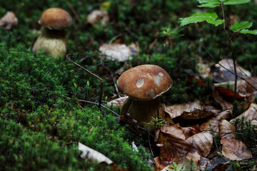 GRZYBY © marcinbawiec