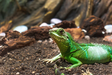 Chameleon close up. Bright and Colorful skinned exotic animal. Close-up shot of a blurred chameleon