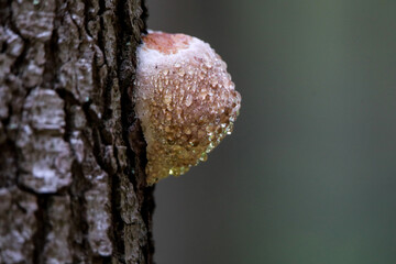 GRZYBY © marcinbawiec