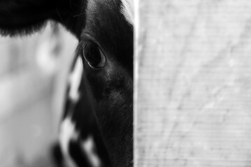 Look of calf from behind the fence, calf in the slaughterhouse, big eyes, black and white. Animal protection © ANGHI