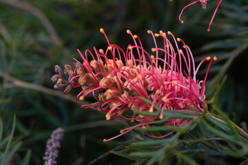 Grevillea Superb in bloom