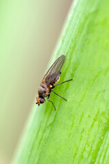 Fototapeta premium Adult allium leafminer (Napomyza gymnostoma or Phytomyza gymnostoma) on onion (Allium cepa) foliage