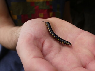 millipede in hand