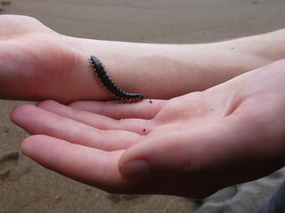 Millipede in hand