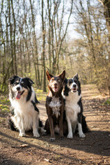 Three border collies are sitting in forest on the road. They are so patient model. 