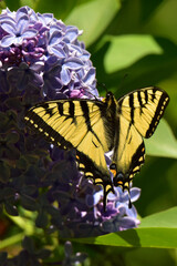 A tiger swallowtail butterfly feeds on nectar from a lilac blossom.