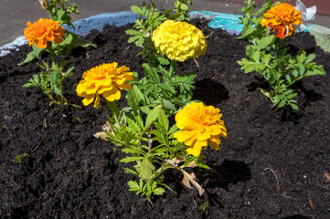 Marigold (lat. Tagetes), Reutov, Moscow region, Russian Federation, June 06, 2020