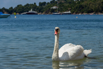 Swans can be frequently seen on the beaches on Skiathos Island, Sporades, Greece. Island is a popular tourist destination for both local and foreign tourists.
