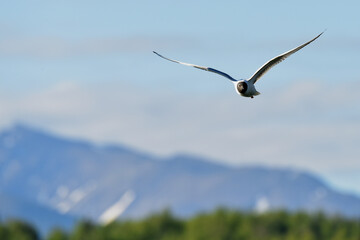A Bonaparte's gull in flight