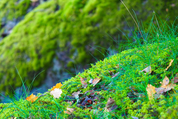 Stone slopes are overgrown with green moss. Norwegian autumn landscape