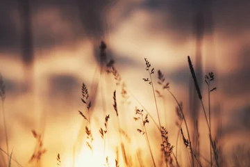 Tafelkleed Wild gras in het bos bij zonsondergang. Macro opname, ondiepe scherptediepte. Abstracte zomer natuur achtergrond. Vintage-filter © smallredgirl
