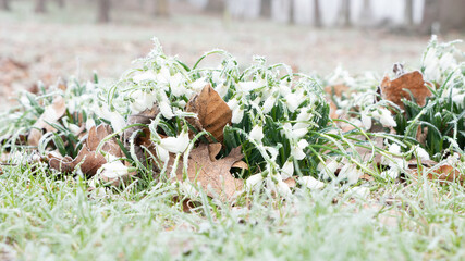 Grass slowly blooming from under frost and snow
