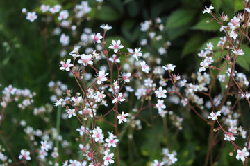 white small flowers in the garden