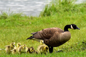 Adult Canada geese with goslings alongside an Alaska lake. © JT Fisherman