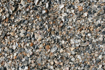 A lot of shells on the ocean. Background of shells.