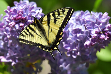 A tiger swallowtail butterfly feeds on nectar from a lilac blossom.
