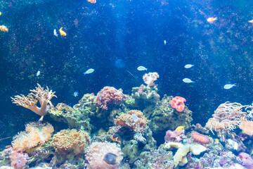 Fototapeta na wymiar Amazing coral reef aquarium. blue ocean with colorful fish