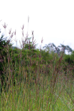 Big bluestem (Andropogon gerardii) in flower in a summer meadow, with copy space