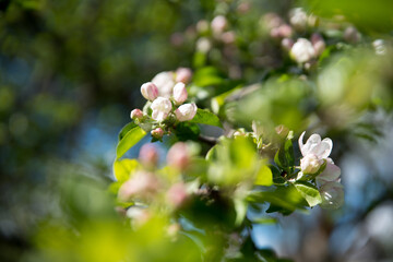 Blooming apple tree in spring time