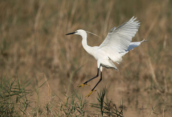 Little Egret landing on the grasses, Bahrain