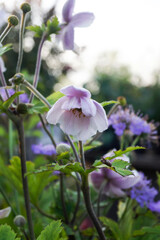 Fototapeta premium Vertical image of the flowers of 'Ruffled Swan' windflower (Anemone 'Ruffled Swan')