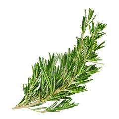 Fresh green curved rosemary sprigs isolated on a white background. Design element for product label, catalog print, web use.