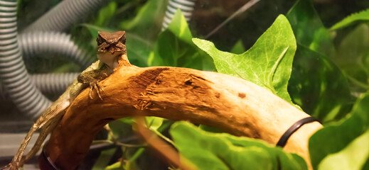 Pogonas are a species of agamidae family. He lives in the desert areas of Australia. Pogonas are a species of agamidae family. He lives in the desert areas of Australia.  Close-up of Pogona