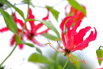 Gloriosa Superba or Climbing Lily is a climber with spectacular red and yellow flowers