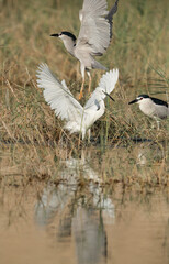 Little Egret and Black-crowned night heron