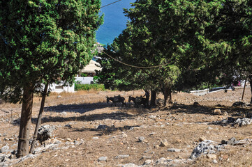Grecja Rodos osły odpoczywają w cieniu drzewa oliwnego.  - obrazy, fototapety, plakaty