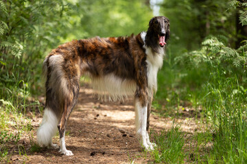 Brindle dog borzoi walks outdoor at summer