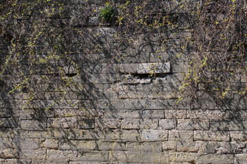 Stone wall in the old city. Background with ivy. Brick wall texture.