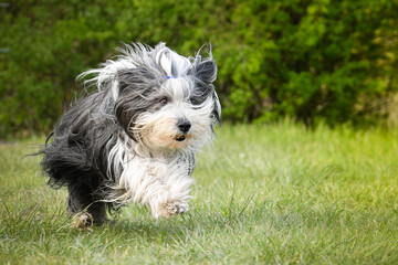 Crazy bearded collie is running in nature. He is so happy and full of  energy.