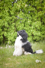 Obraz premium Portrait of black poodle in pink leaves of flowers. He loves doing model for photographers.