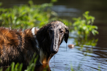 Fototapeta premium Brindle dog borzoi walks outdoor at summer