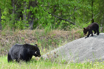 Alaska black bear with young cub