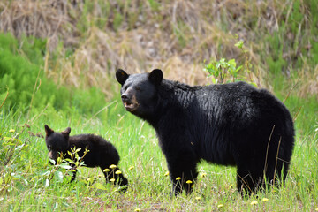 Obraz na płótnie Canvas A mother black bear and her cub graze in an Alaska field.