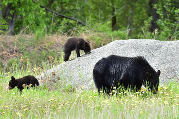 A mother black bear searches for food with her twin cubs.